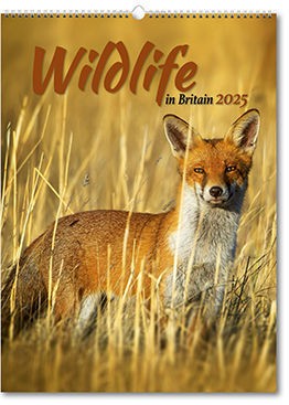 Wildlife in Britain