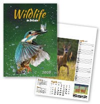 Wildlife in Britain